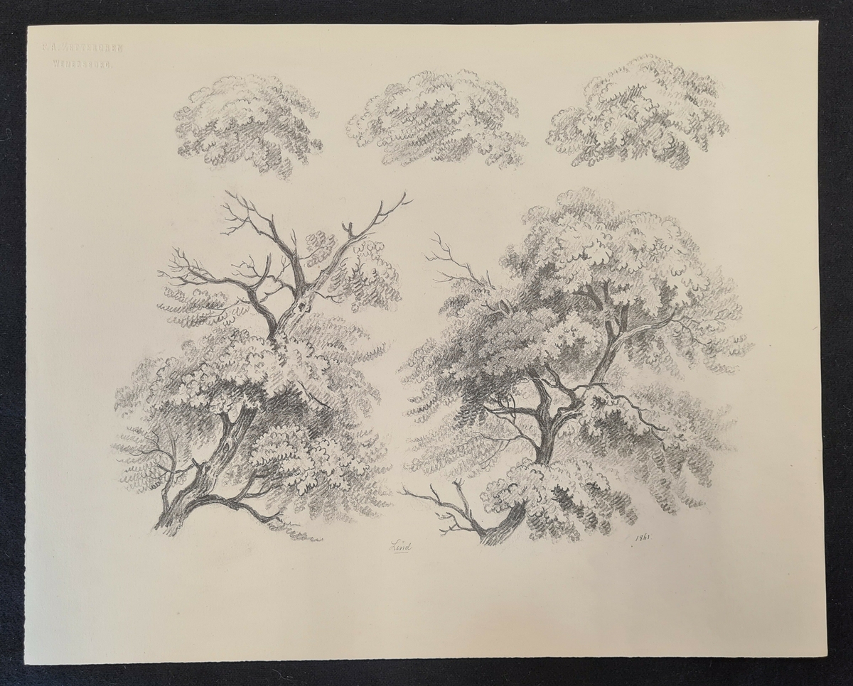 Teckning av F. A. Zettergren över ett träds grenverk, en lind. Teckningen är stämplad med F. A. Zettergren Wenersborg. Den är även daterad 1861.