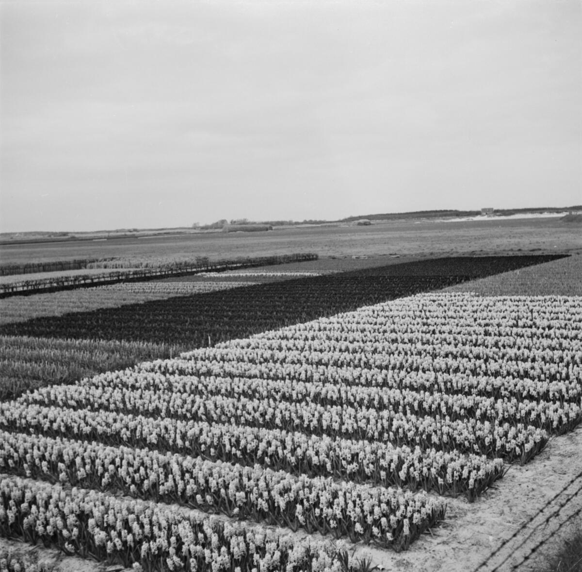 Tulpanodling i Noordwijk. Tyskland-Holland-Belgien 1938.