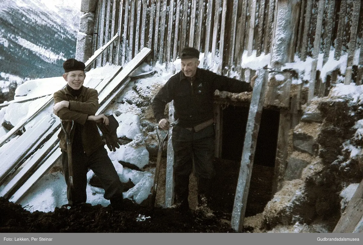 Møkkakjellaren i Husom blir tømt vinteren 1971.  
F.v.: Kåre Løkken (f. 1954) og Johannes Løkken (f. 1914)