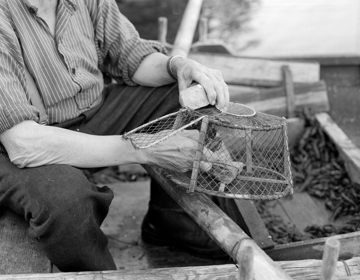 Yrkesfiskeren Paul Stensæter (1900-1982) viser fram ei krepseteine, som han holdt i hendene mens han egnet den med sik. Agnet ble hektet på en krok inne i teina via ei luke i sideveggen. Inne i teina lå det en fastbundet stein som fungerte som søkke. Stensæter drev næringsfiske i Steinsfjorden, en sidearm til Tyrifjorden på Ringerike i Buskerud. Han eide småbruket Bjerkeli på østsida av denne fjorden, men bruket var ikke stort nok til at Steinsæter kunne leve avlingene. Derfor drev han med fiske, både i sommer- og vintersesongen. Fangsten solgte han hovedsakelig på Hønefoss, som var nærmeste by. Krepsefisket hadde han antakelig lært av faren, Sigvart Stensæter (1878-1963). Han hadde vært blant pionerene i denne virksomheten i 1890-åra. I begynnelsen ble krepsen tatt i vanlige abborteiner, men etter hvert utviklet Karl Larsen, en sambygding av Stensæter-karene, den teinemodellen vi ser på dette fotografiet. Den hadde form som ei avkuttet kjegle og var lagd av garn som var trukket rundt et skjelett av trespiler. Sentralt oppå teina var der en åpning med sylindrisk krage av blikk. Da dette fotografiet ble tatt stakk Stensæter hendene inn i fangstrommet via ei luke i sideveggen. Tidligere ble krepsen fanget gjennom hele sommersesongen. Da dette fotografiet ble tatt, i 1976, var det forbudt å ta kreps før 7. august.

Yrkesfisker Paul Stensæter fisker kreps. Steinsfjorden, Buskerud. På bildet holder han ei krepseteine mens han tømmer teina for kreps. De kan holde seg godt fast med bein og klør, så man må bruke fingrene for å løsne dem.