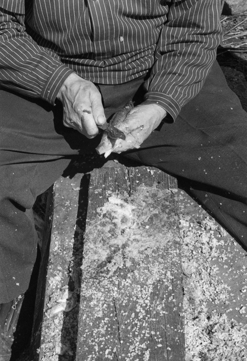 Nærbilde av hendene til yrkesfiskeren Paul Stensæter (1900-1980), som renser abbor (Perca fluviatilis). Stensæter bodde på småbruket Bjerkeli på østsida av Steinsfjorden, en sidearm til Tyrifjorden på Ringerike i Buskerud. Bruket var ikke stort nok til at han kunne leve bare av det han kunne dyrke der. I yngre år skjøtte Stensæter på med skogsarbeid vinterstid og fiske sommerstid. Ryggproblemer førte til at han måtte gi opp skogsarbeidet og konsentrere seg mest om fisket. Fangstene ble i hovedsak omsatt i nærmeste by, Hønefoss. Før han brakte fisken dit ble den maget og renset, og dette skulle skje raskt, for fisken måtte selges mens den var fersk. Her satt Stensæter skrevs over en avlang stein med en planke mellom beina. Den brukte han som underlag når han renset fisken med kniv. Dette fotografiet ble tatt i 1977.

Åsmund Eknæs fra Norsk Skogbruksmuseum hadde mye kontakt med Paul Stensæter. I 1975 oppsummerte han intervjuinformasjon og observasjoner han hadde gjort i en artikkel der han skisserte årssyklusen i Stensæters fiskerivirksomhet. Om rensinga av fisken skrev Eknæs dette:

«Abboren ble puttet i en stamp etter hvert som han fikk den og dekket med en fuktig sekk for å hindre uttørring. Den var da lett å få flasset av. Straks han kom i land ble fisken renset og flosset. Gjennomsnittlig greide Paul å rense to abbor i minuttet. Den ferdigrensede fisken hang i kjelleren til neste morgen.»