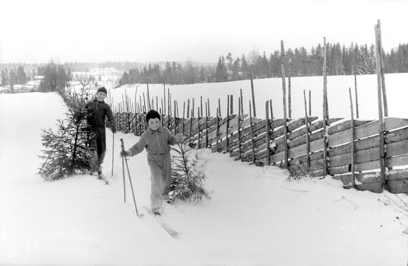 Svart-hvitt foto av en liten og en stor gutt som går på ski langs en skigard, og med hvert sitt juletre i ene hånda. (Foto/Photo)