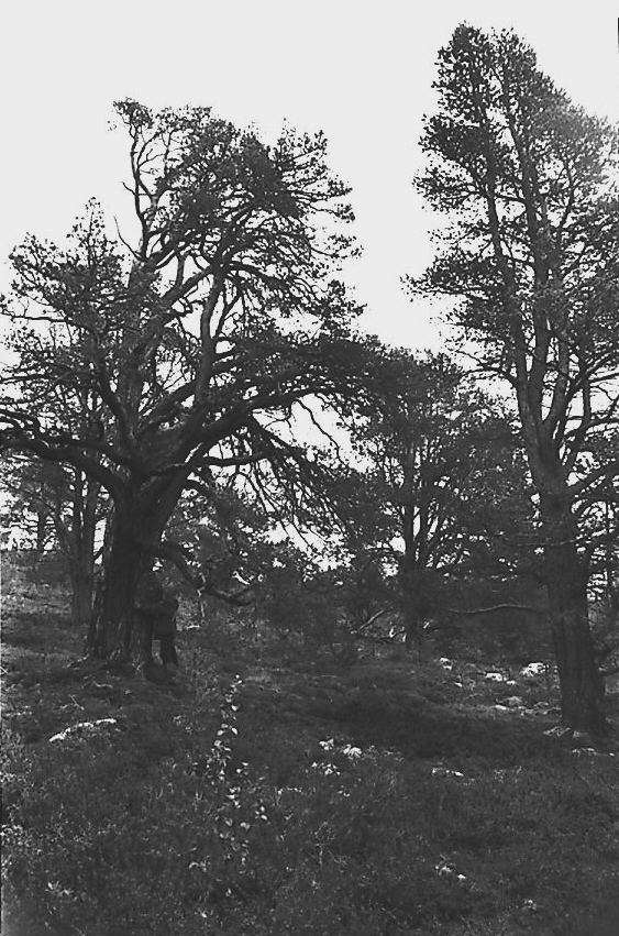 Stor, gammel skog i Dalholen. 