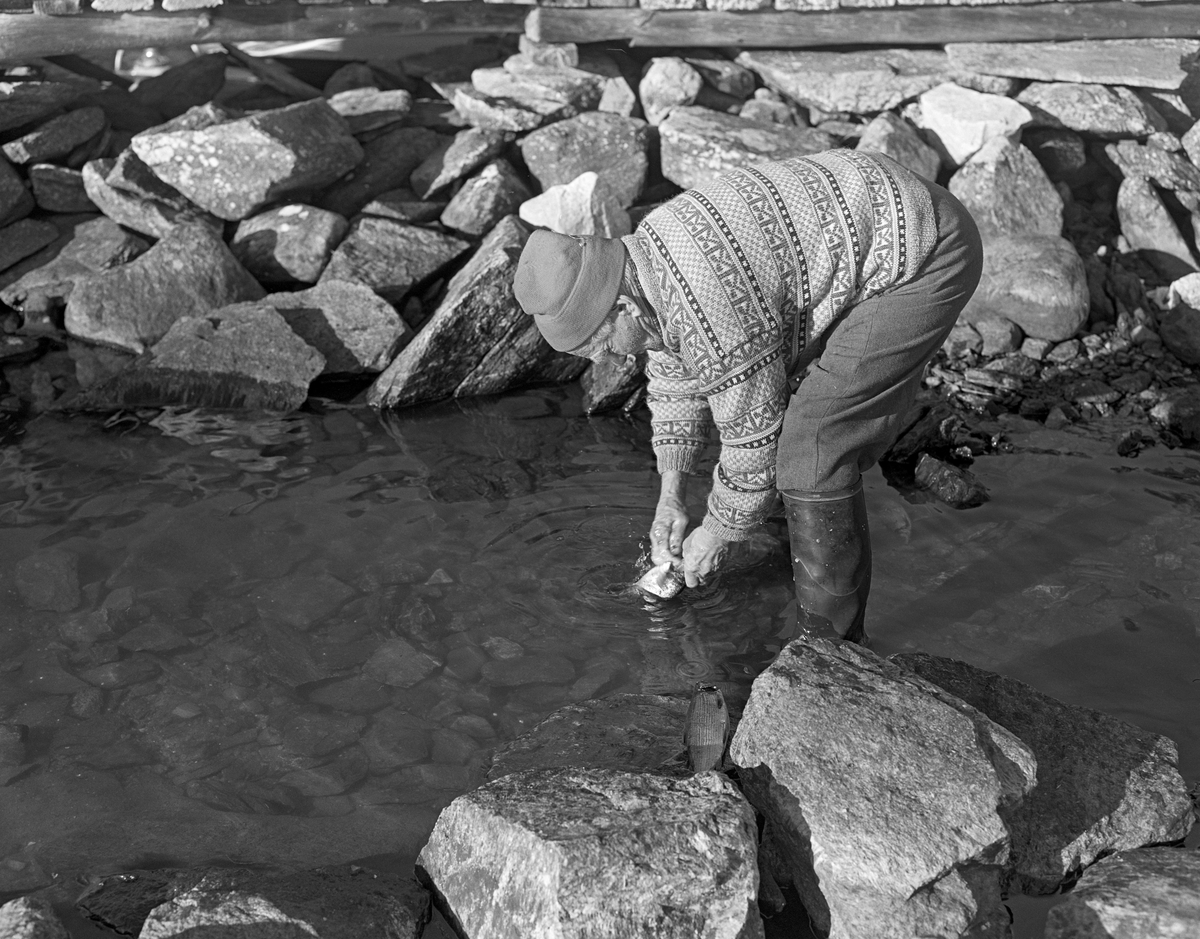 Tufsingdølen Joseph Bakken (1898-1989) skyller en fisk han nettopp hadde maget og renset i vannet utenfor Jotbua, ei fiskebu som lå sør for Kløvstensodden på innsjøen Femunds vestside. Denne lokaliteten ligger i Os kommune i Hedmark. Når siken seinhøstes gikk inn på grunnene langs land for å gyte brukte Joseph og kameraten Jo Bakken å sette garn langs stendene sør før den nevnte odden. Under dette fisket holdt de til i Jotbua. Garna ble trukket opp i en båt, lagt i trekassser og fraktet til dette stedet, hvor de ble båret i land. Så kunne Joseph og Jo ta fatt på det arbeidet det innebar å plukke fangsten at av garna, greie og skylle dem slik at de kunne henges til tørk, og rense og vaske fisken. Dette fotografiet ble tatt høsten 1978.