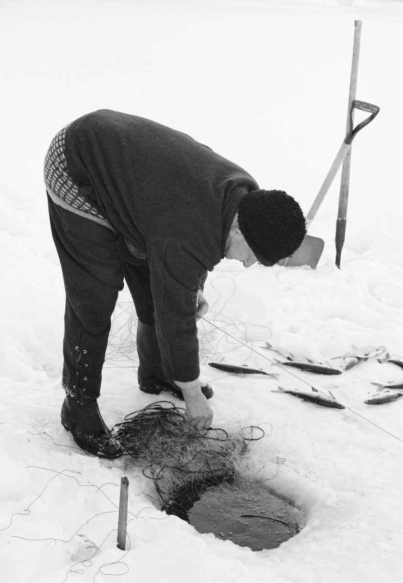 Yrkesfiskeren Paul Stensæter (1900-1982), fotografert mens han trakk et av garna han hadde satt under isen på Steinsfjorden vinteren 1973. Steinsfjorden er en sidearm til Tyrifjorden på Ringerike i Buskerud. Garnfisket vinterstid var primært et sikfiske. Da dette fotografiet ble tatt var Stensæter i ferd med å trekke et garn han nettopp hadde tatt fangsten ut av ned under isen igjen. Dette ble gjort ved å trekke i ei snor som var knyttet til enden av overtelna via et annet hull i isen, cirka en garnlengde fra det stedet der Stensæter sto. På den snødekte isen ved sida av lå en del sik som fiskeren hadde plukket ut av garnet. Bakenfor sto en spade og en isbil plantet i snøen. Dette var redskaper fiskeren brukte til å åpne de hullene i isen garna ble trukket fra når det hadde vært frost og kanskje snøvær siden forrige gang garna ble trukket, to døgn tidligere.

I 1973 og 1974 var Åsmund Eknæs fra Norsk Skogbruksmuseum flere ganger på besøk hos Paul Stensæter for å intervjue ham og observere ham i arbeid som fisker. Det Eknæs fikk vite om garnfisket under isen på Steinsfjorden sammenfattet han slik:

«Sikfiske med garn. Dette fisket foregikk på to steder, i åpent vann ute i Tyrifjorden og under isen i Steinsfjorden. Tyrifjorden er ofte åpen langt utover vinteren og det hender at den ikke legger seg i det hele tatt. De dro da i båt over fra Steinsfjorden og satte garn på ganske store dyp, 20-40 favner. Når det ble fisket for fullt ble det brukt 20 garn. 10 sto ute mens de øvrige var hjemme til tørking.

Garnfisket under isen i Steinsfjorden begynner så fort isen legger seg om høsten, fordi tynn og gjennomsiktig is er en fordel når garna skal settes ut første gang. Å sette ut garn under isen kaller Paul for øvrig «å høgge ut garna». Dette krever en spesiell teknikk. Er isen gjennomsiktig, foregår det på følgende måte: To hull hogges med så lang avstand som lengda på garnet. Ei rett granstang på 7-8 m stikkes ned i det ene hullet med den tynneste enden først. I den tykkeste enden er det et hull hvor det blir festet ei snor. Stanga blir nå skjøvet i full fart mot det andre hullet. En viktig detalj ved denne stanga er at den skal være nyhogget. Da ligger den dypere i vannet og skubber mindre mot isen. Stanga går ikke helt fram til det andre hullet. Der den stopper blir det hogget et mindre hull og den skyves videre ved hjelp av en kjepp med ei kløft i enden. Når snora er brakt fram på denne måten, er det en enkel sak å trekke garnet under isen. 

Men er isen ugjennomsiktig, slik at det er umulig å se stanga, må Paul gjøre det på en annen måte. Da finner han ei lang stang med god krumming på. Så hogger han hull så tett at stanga kan stikkes ned i det ene og komme opp igjen gjennom det neste.

Garnet er nå på plass under isen og står på bunnen på 5-10 favners dyp. Fra hver ende av garnet går det ei tynn snor opp til hullet i isen. Snorene går ikke opp gjennom hullet, men er festet litt ved siden. Dette er gjort for å hindre at han hogger dem av når is som har dannet seg i hullet skal fjernes.

Dagens nylongarn tåler å stå ute hele vinteren. Tidligere, da lin og bomull var mest brukt, var det nødvendig å ta garna opp og tørke dem. Av de 20-40 garn som Paul brukte, var halvparten til tørk.

Ettersynet, som gjerne foregår annenhver dag, begynner med at han får tak i snorene fra garnet ved å stikke en pinne med krok på innunder isen. I den borteste enden løsner han garnsnora og fester isteden ei lang nylonsnor til garnet. Tidligere brukte han snor av tvunnet hestetagl. Snora er så lang at den også rekker bort til der han står oppå isen. Ved trekkinga tar han ut fisken etter hvert. Når hele garnet er trukket, blir han stående på samme sted, tar tak i snora og drar garnet ut igjen samtidig som han passer på at det går ordentlig.

I sterk kulde vil det våte garnet fryse til en klump og være umulig å sette igjen. For å hindre dette hogger han ei grop i isen bak hullet og fyller denne med vann. Etter hvert som han trekker garnet putter ha det ned i gropa og det holder seg opptint til det skal settes igjen.

Når det blir mildvær og fare for at isen skal gå opp og komme i drift, må det tas spesielle forholdsregler for å hindre at garna blir dratt med isflak og forsvinner. Paul binder i slike tilfelle inn en bit snelletråd i den snora som går fra isen og ned til garnet. Kommer isen i drift, vil snelletråden ryke, og garnet blir stående igjen på samme sted. Det er da en forholdsvis enkel sak å sokne etter det.

Garnfisket ga jevne tilførsler av sik gjennom det meste av vinteren. Vintersiken i Steinsfjorden er noe mindre enn høstsiken. Det går omkring 4 på kiloen, mot 3 om høsten. Fangstene varierer fra noen få til 25-30 pr. garn. Med 10 garn ute vil han kunne få opptil 200-300 sik eller 50-70 kilo. Men da blir garnene trukket bare annenhver dag.»