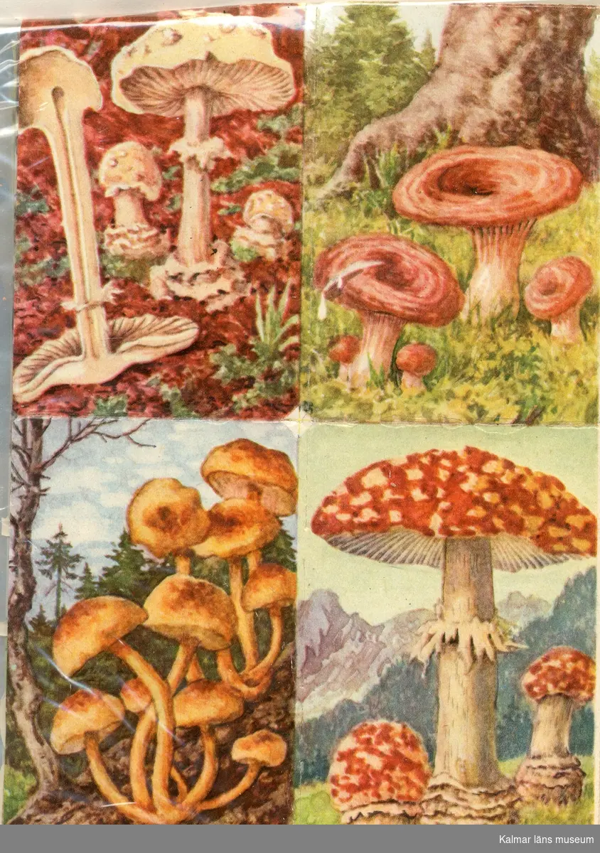 Fyra olika sorters svampar, bl.a. Flugsvamp