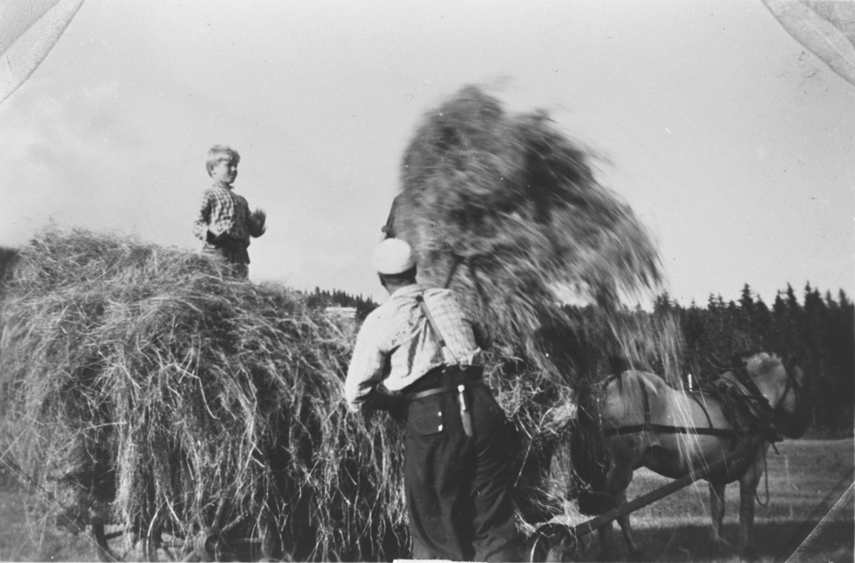 Lessing av fôr på Teige i Eggedal, ca. 1950.