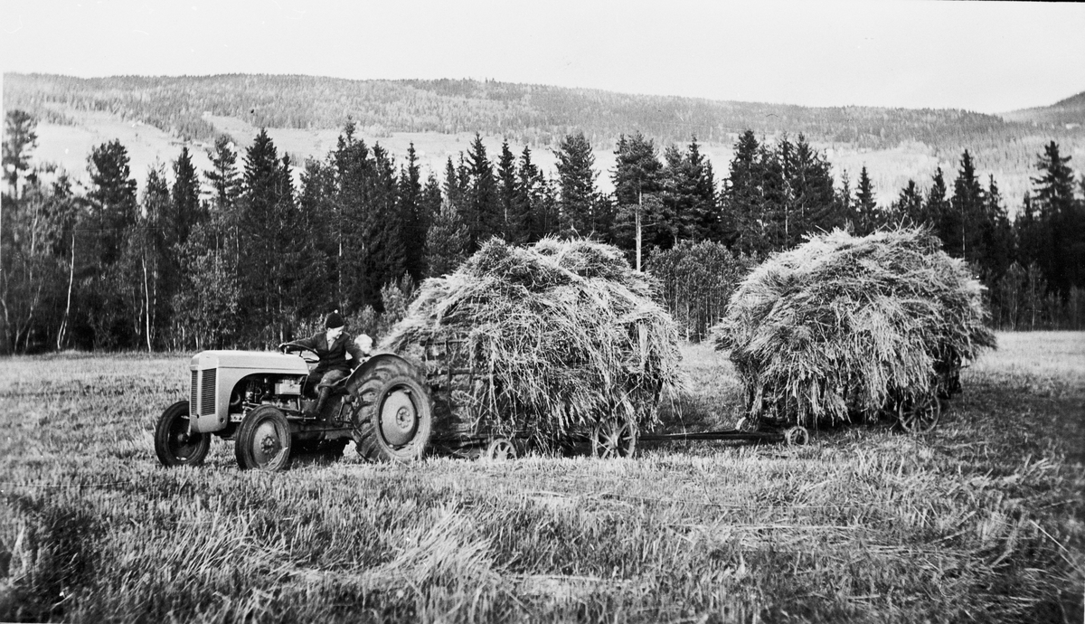 Forkjøring på Frøvoll gård, ca.1950.