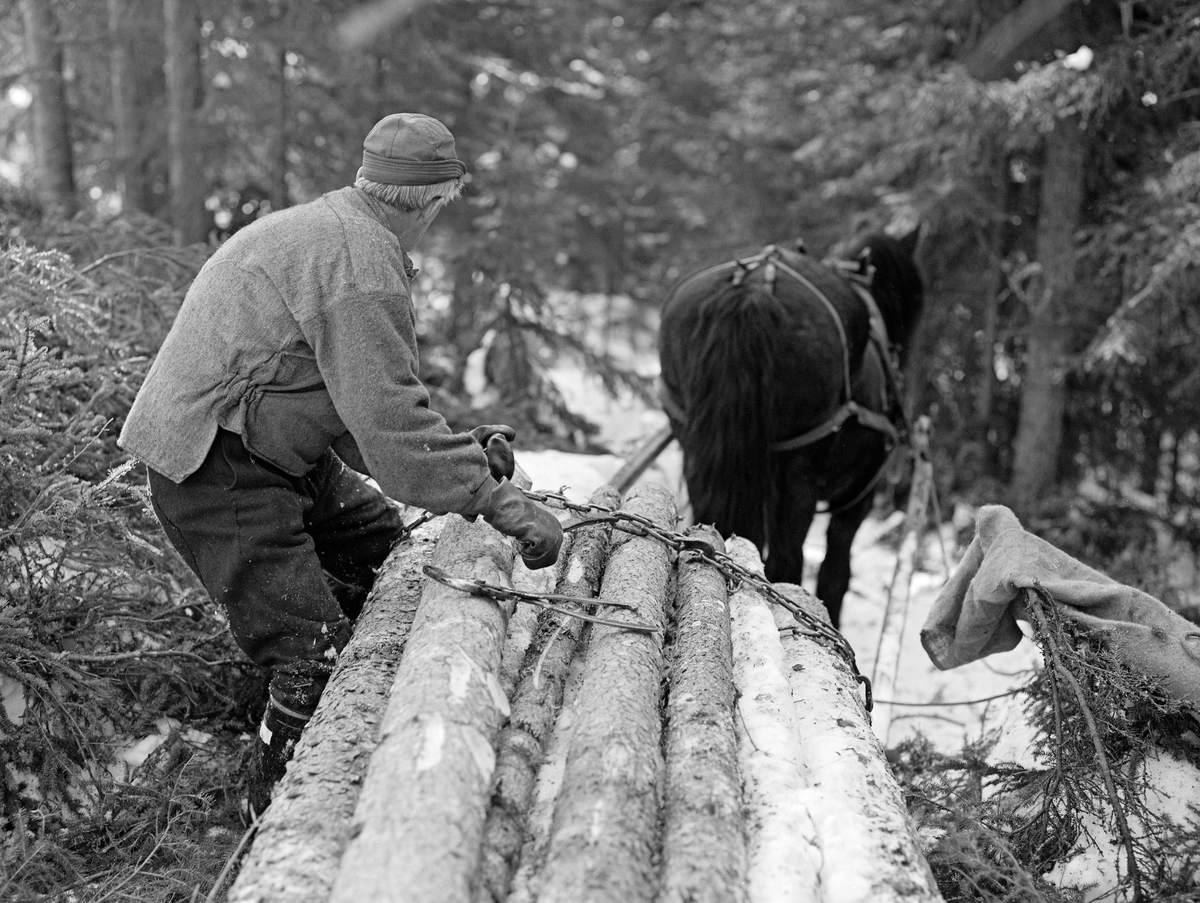 Tømmerkjøring med hest i Lundberget i Trysil, Hedmark. Kjører er Kåre Bratteggen.