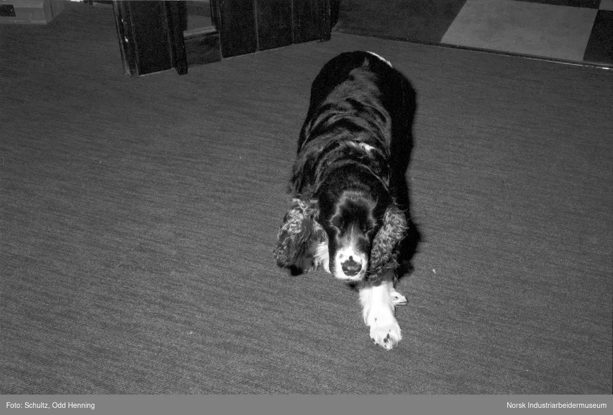 Hund inne på hotellet på Bø.