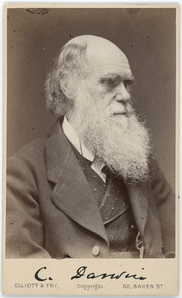 Kabinettsfotografi - Charles Darwin, London