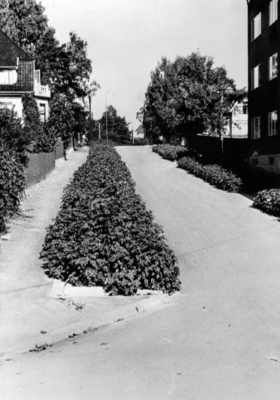 Svart-hvitt foto av potetplanter i grøfta mellom gate og sykkelveg.