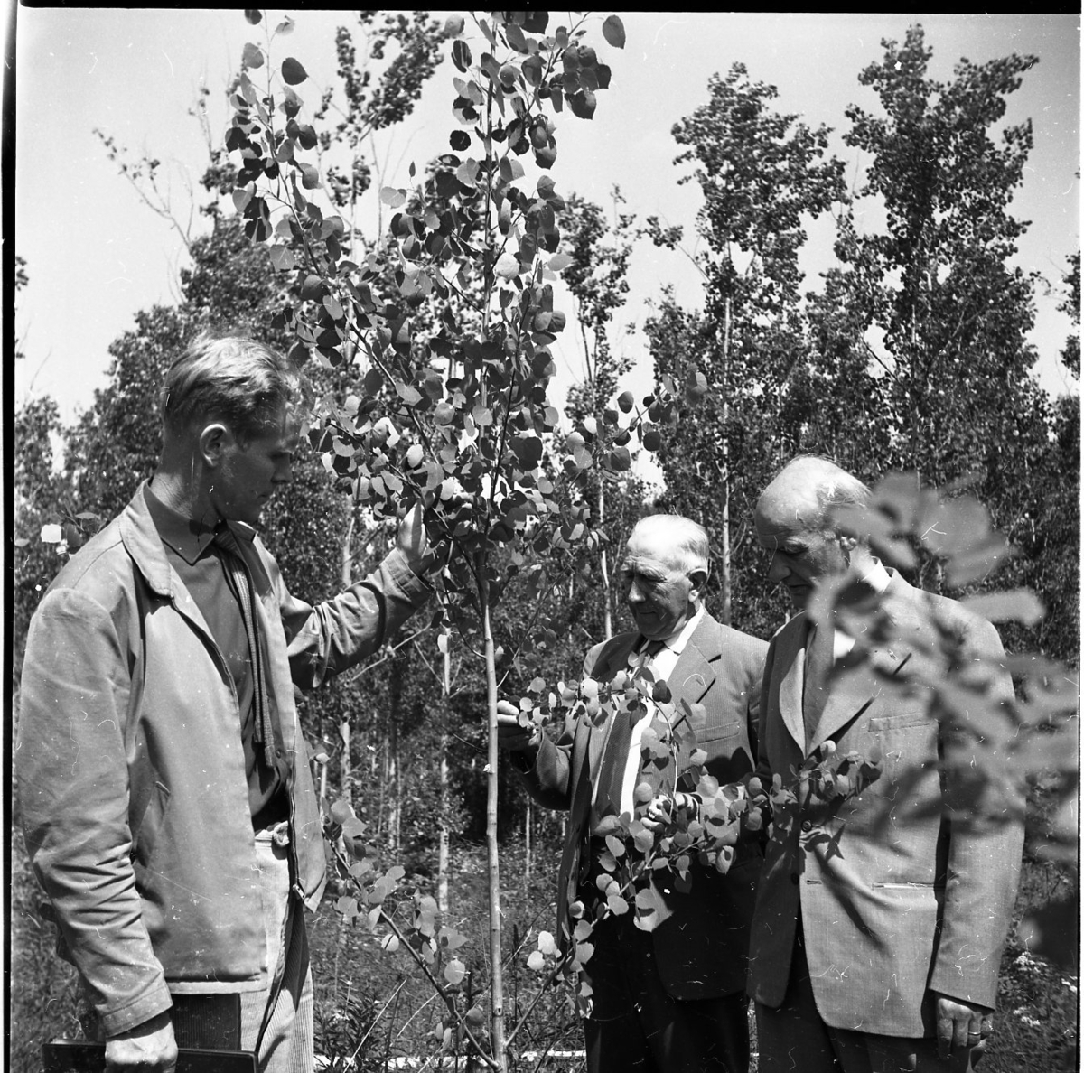 Tre män står samlade runt en alm. De befinner sig på Mykinge försöksgård i Skärstad. Här drev Svenska Tändsticks AB (STAB) stora odlingsförsök med hybridasp för att få fram bra och snabbväxande tändsticksvirke.