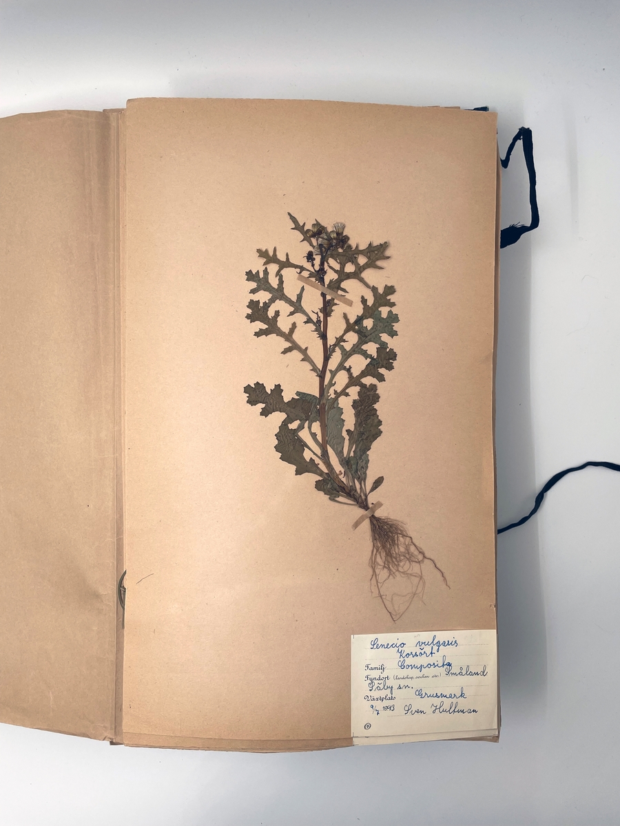 Herbarium använt av Sven Hultman under tonåren, sommartid 1943 och 1944 (enligt dateringar på blad).

Innehåller svenska växter från Småland. Välfyllt.
