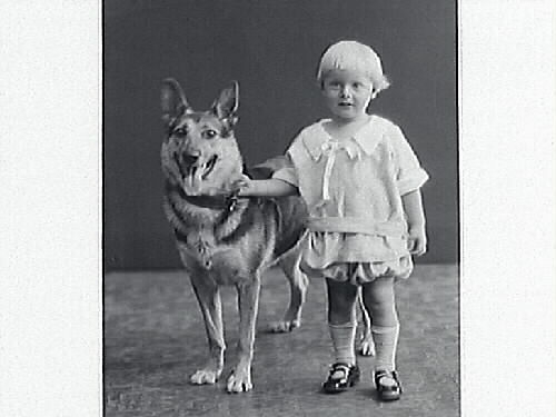 Barnporträtt, ett litet barn står och håller en schäferhund i halsbandet. Landsfiskal Herlog beställde bilderna och är troligen barnets far.