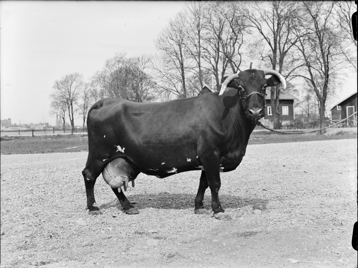 Ko vid Lantbrukshögskolans försöksladugård, Kungsängens gård, Uppsala 1950