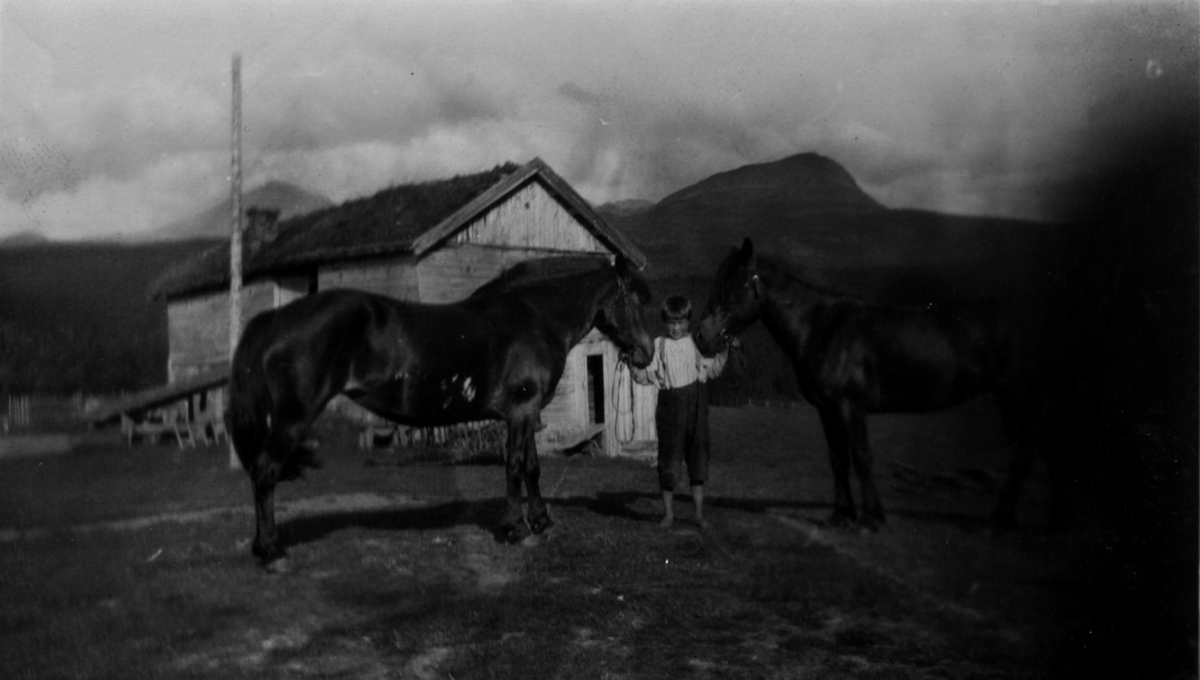 Alf Teigen som guttunge, med to hester.