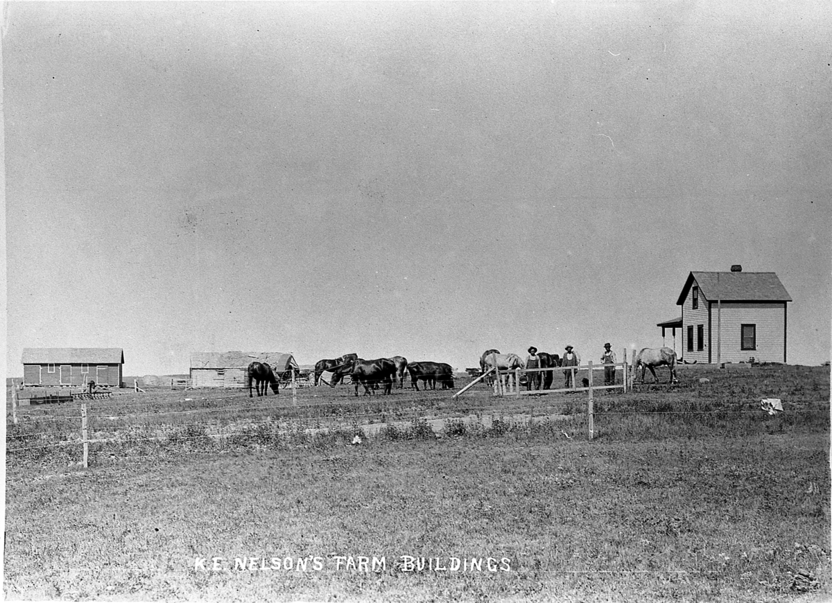 Knut E. Nelsons farm i Mansfield, North Dakota. Uten år, trolig rundt 1900.