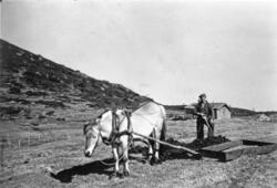 Gjødselkjøring med hest og slede på Tova på Eggedalsfjellet,