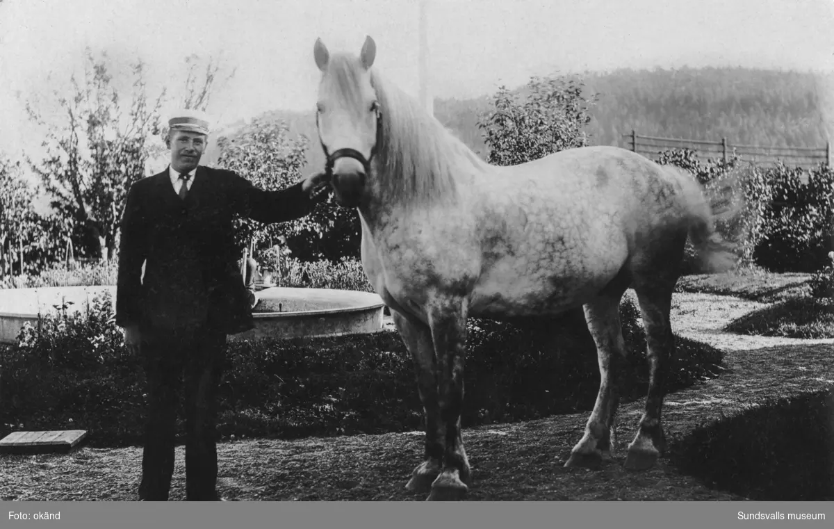 En ung man med en vacker skimmelfärgad häst. Bakom dem en bassäng/fontän. På bildens baksida står: Bernhard Westman f 1890 Byn (dräng hos Wallin). Ur en samling som tillhört Lotta Nordlund, Strömås.