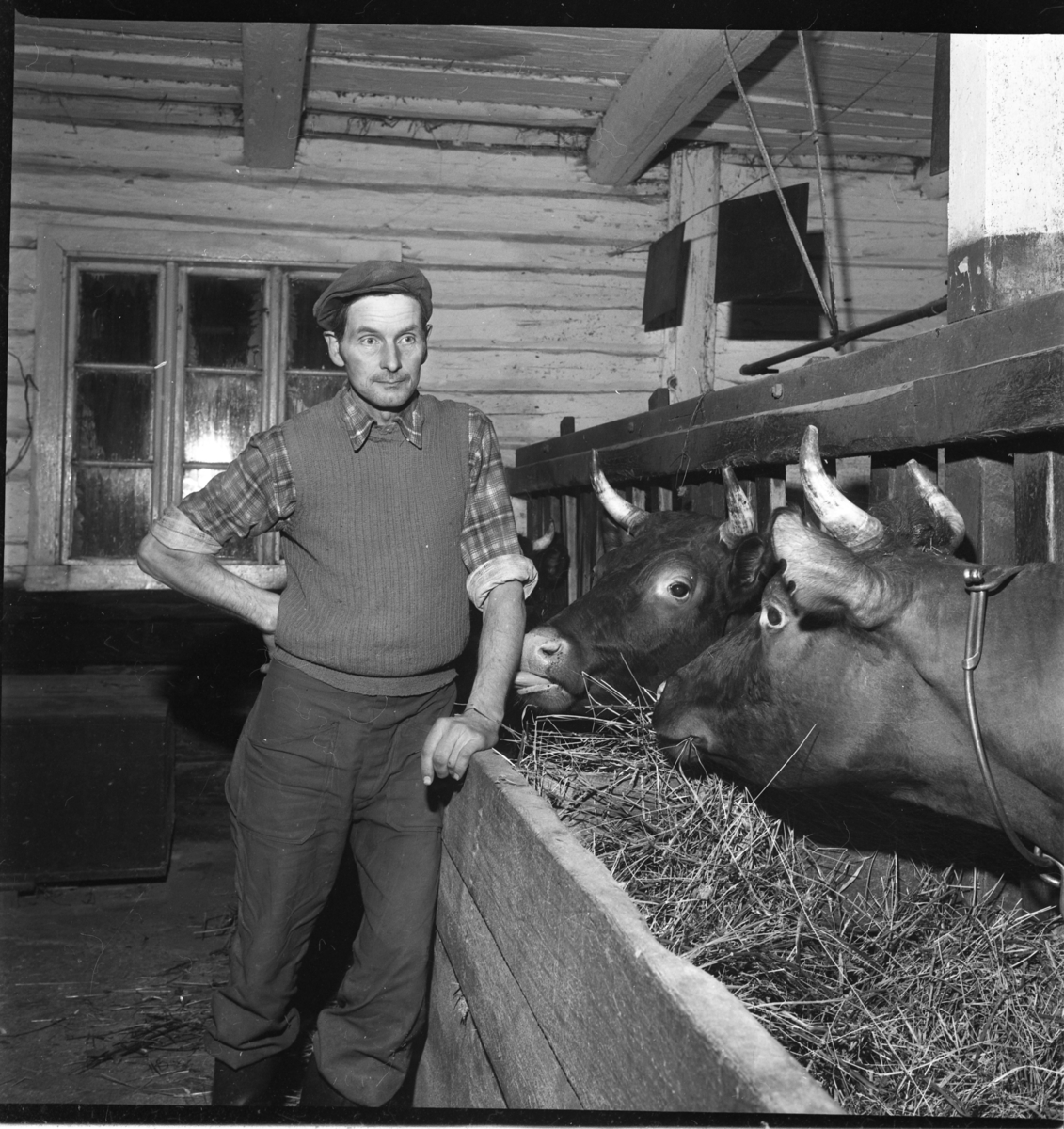 En man med keps står vid kor i en ladugård.