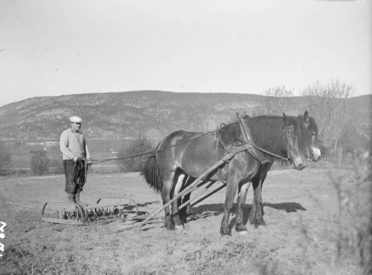 Fotografi av to hester som drar en plog, med en mann ved tømmene. Tekst fra Teigens katalog: "Svelviks Historie, Svelviks museum etc. se også: Drammens Tidende, se også: Hurum Bygdebok 4938"