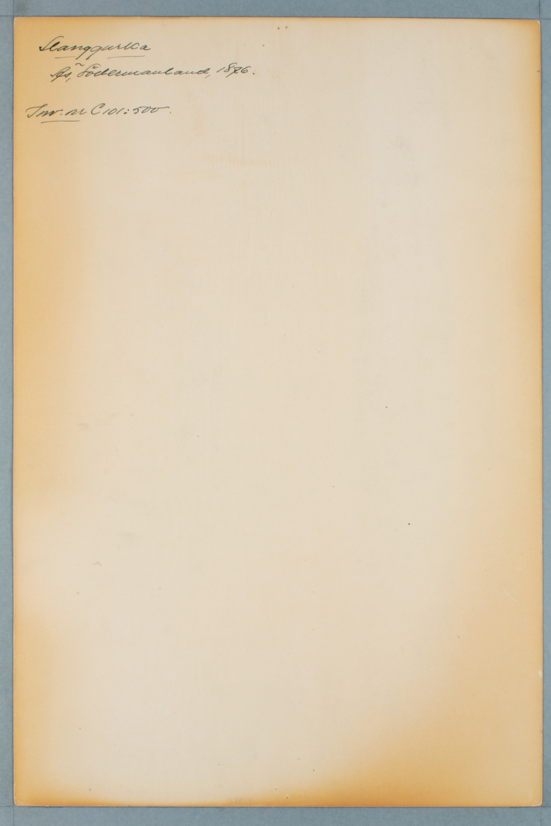 Sveriges kulturväxter. Illustration utförd av Henriette Sjöberg. Gurka, lång, Slanggurka. Odlad Äs, Södermanland 1876. Inv. nr. C101 : 500.