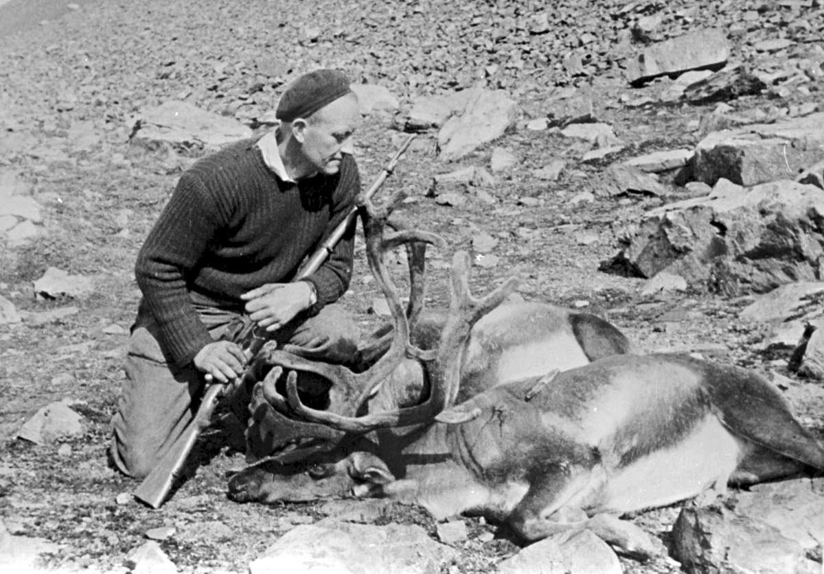 Mann m/ gevær og to døde reinsdyr