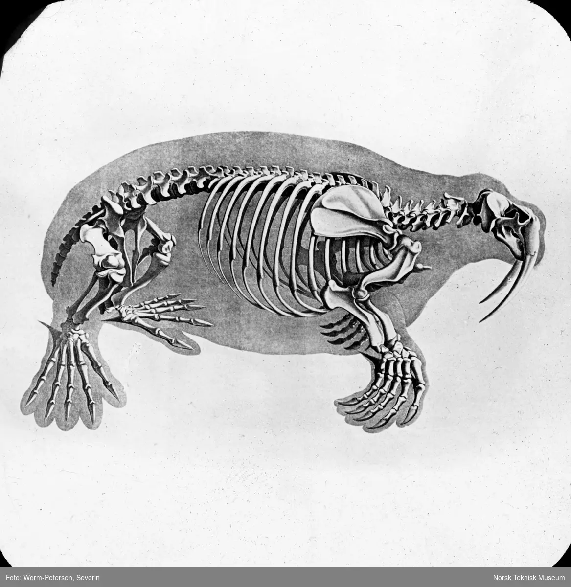 Figur anatomi, skjelett hvalross