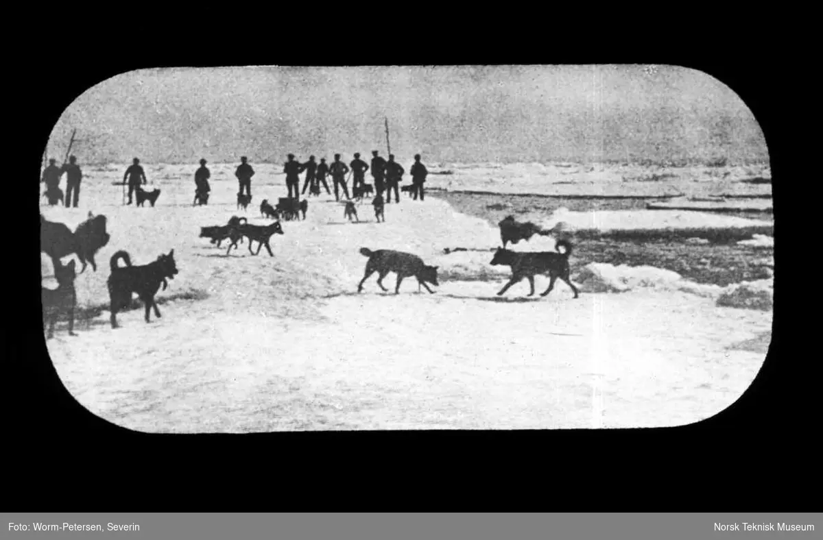 Hundene slippes første gang ut på isen 1899