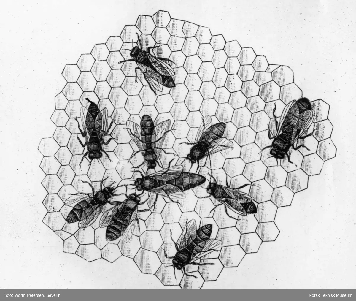Vokskake med bier: arbeidere, drone og dronning