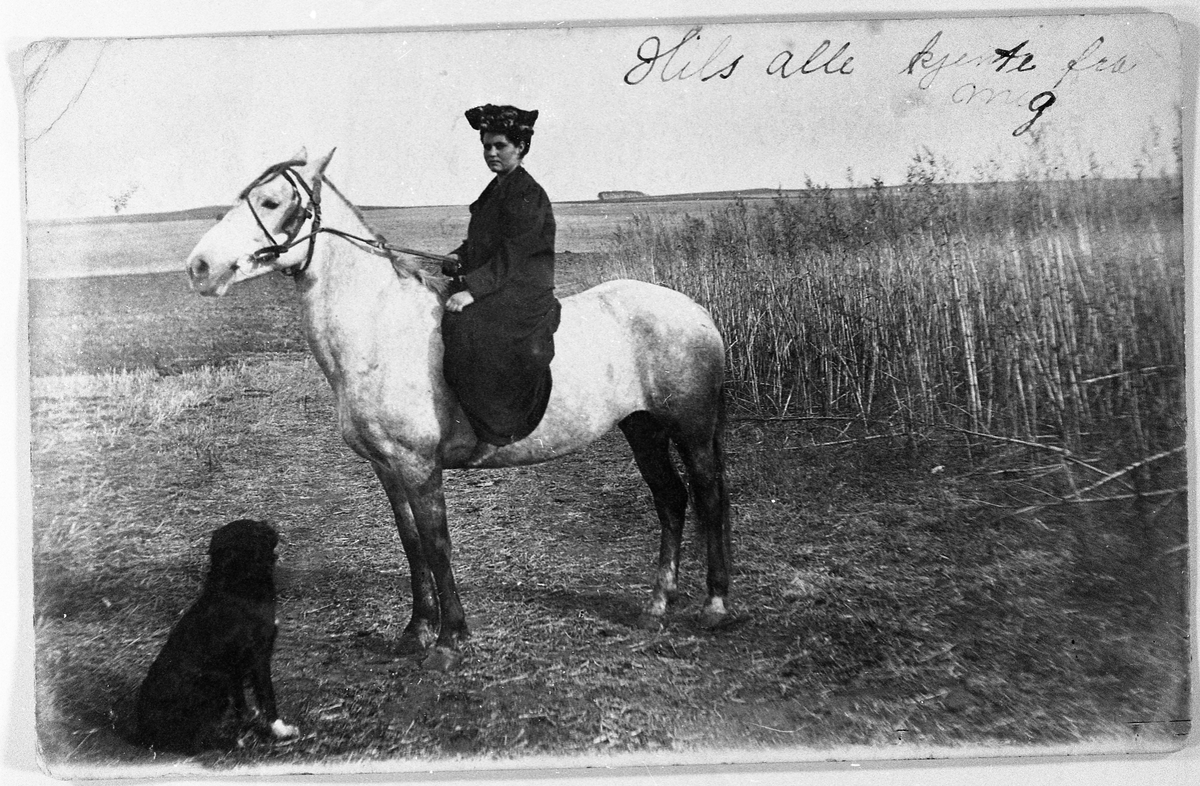 Kvinne til hest. Karen Hermanrud, søster til Einar Hermanrud, sender fotografi av seg selv til hest på prærien i Nord Dakota. Hun reiste over til USA første gang i 1905, men kom hjem 1910. Hun reiste tilbake 1912, og da fikkk hun "narret" med seg søstera Marie.