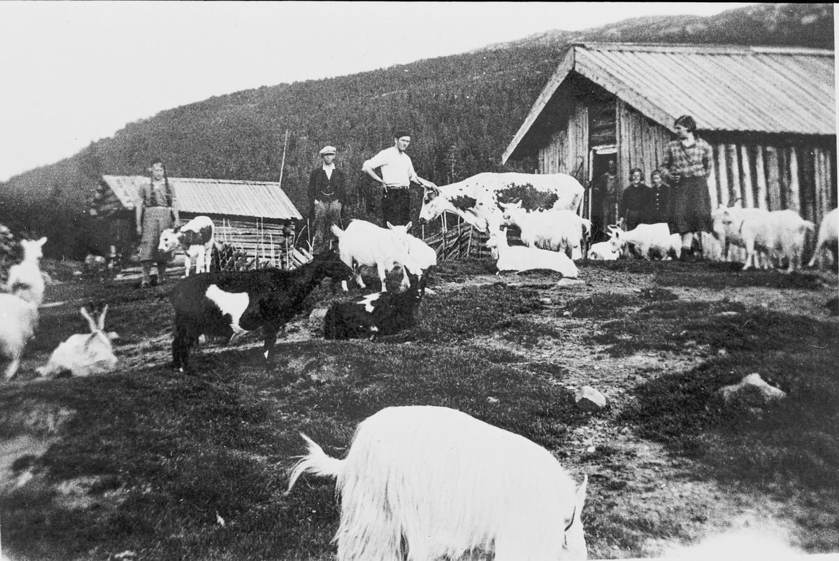 Seterliv i Eggedalsfjella, med kyr og småfe. Slokosetra eller Flatinsetra, trolig mellomkrigstiden.