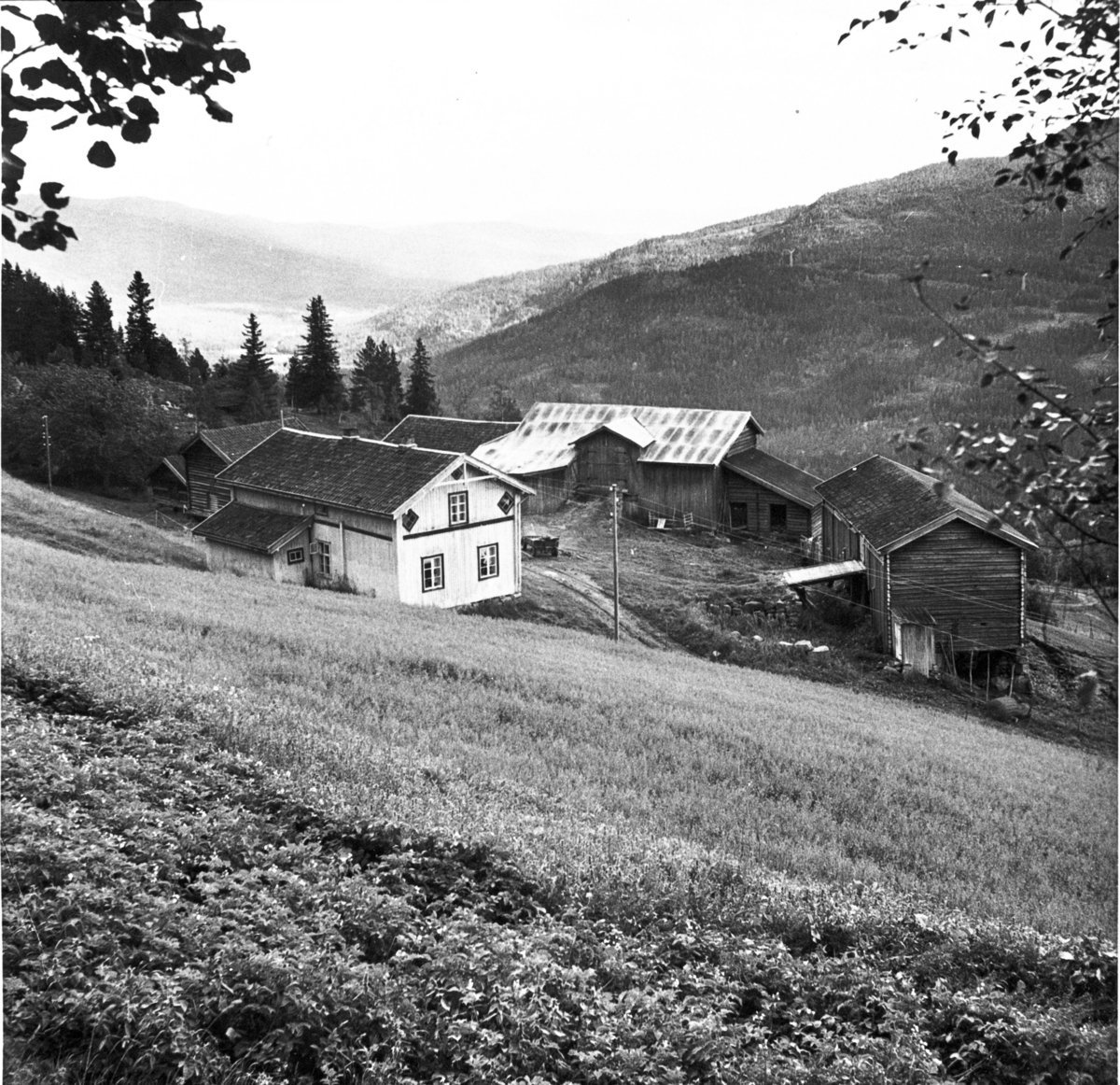 Sø-Skare, ca. 1960.