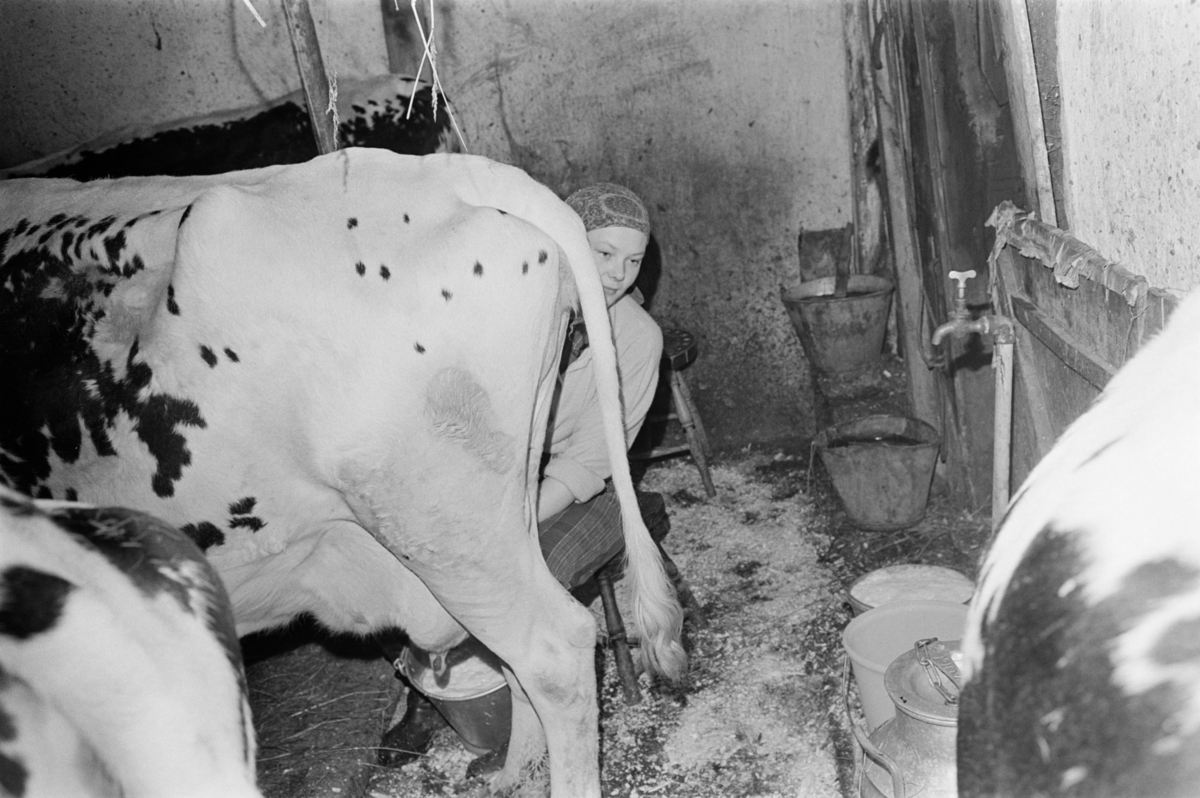 En kvinne melker kyr på Røros.