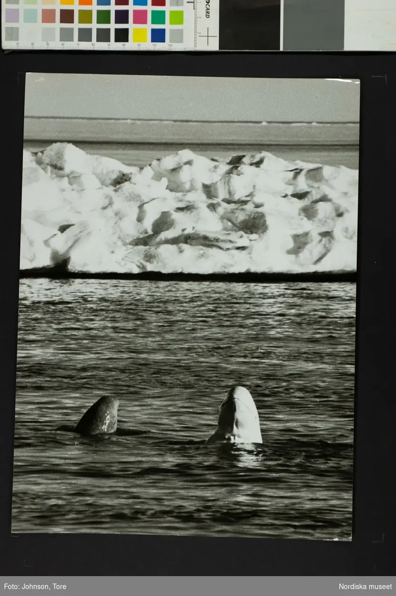 Två vitvalar, hona med unge, med nosen över vattenytan. Summerset Island, Canada.