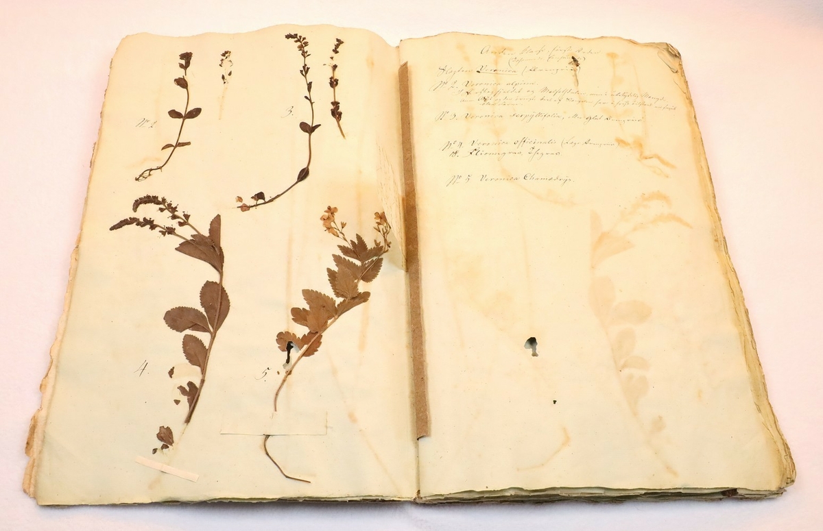 Plante nr. 4 frå Ivar Aasen sitt herbarium.  

Plante 4 og 10 i herbariet er av same art.