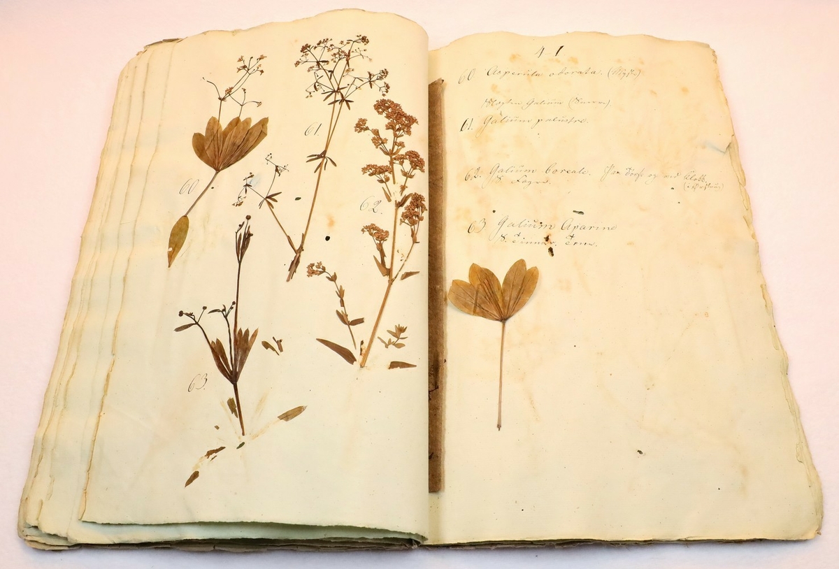 Plante nr. 62 frå Ivar Aasen sitt herbarium.  