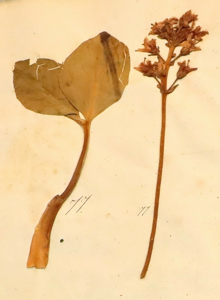 Plante nr. 77 frå Ivar Aasen sitt herbarium.  