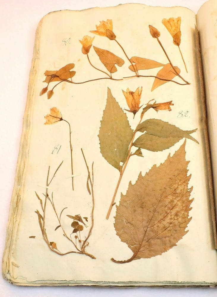 Plante nr. 80 frå Ivar Aasen sitt herbarium.  