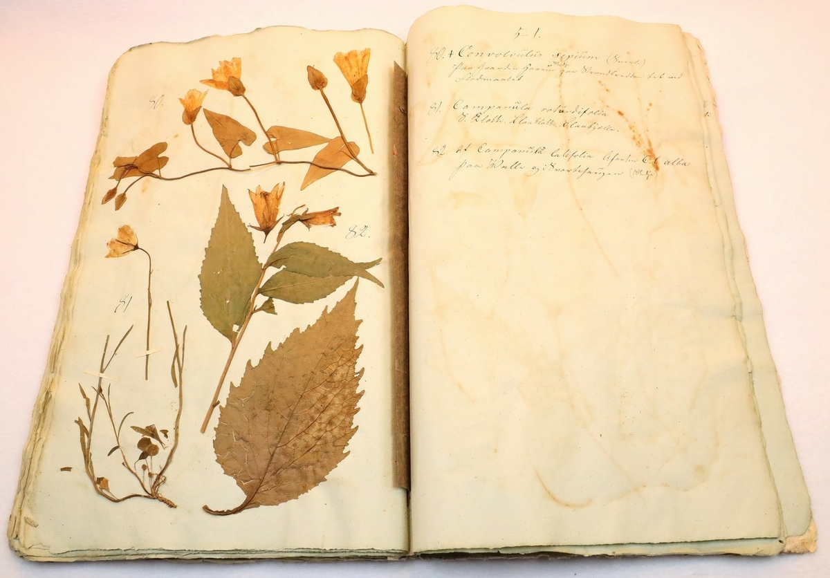Plante nr. 81 frå Ivar Aasen sitt herbarium.  