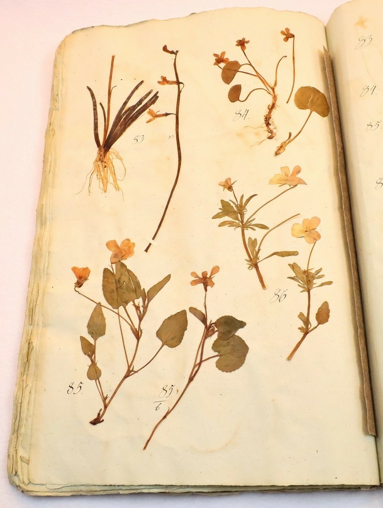 Plante nr. 83 frå Ivar Aasen sitt herbarium.  