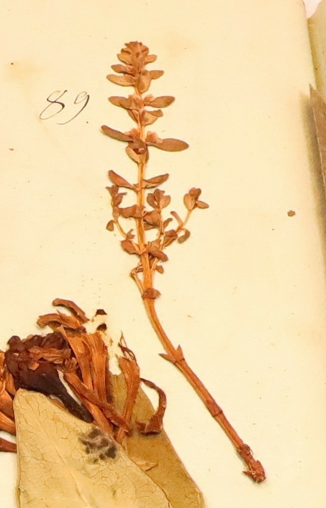 Plante nr. 89 frå Ivar Aasen sitt herbarium.  