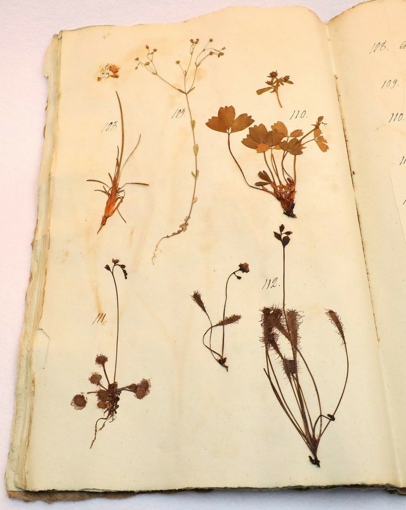 Plante nr. 109 frå Ivar Aasen sitt herbarium.  