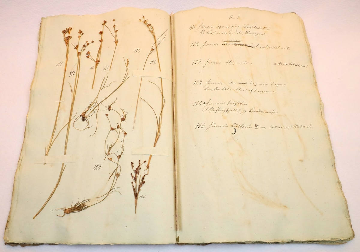 Plante nr. 121 frå Ivar Aasen sitt herbarium.  