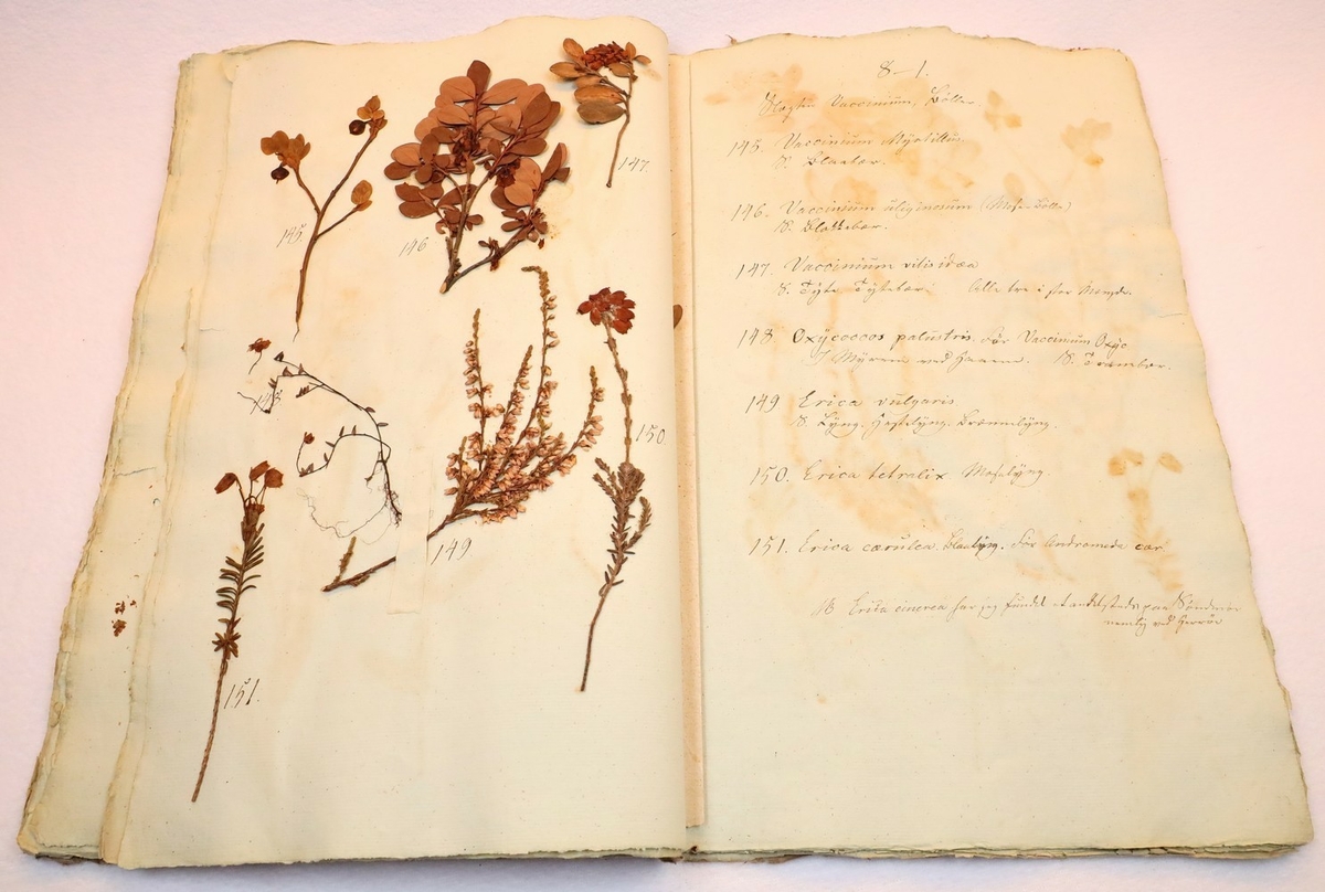 Plante nr. 151 frå Ivar Aasen sitt herbarium.  