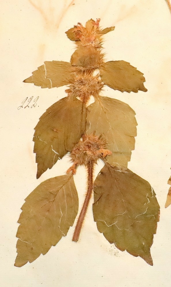 Plante nr. 222 frå Ivar Aasen sitt herbarium.  

Planten er av same art som nr. 223 i herbariet.
