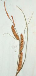 Flaskestorr-Carex rostrata