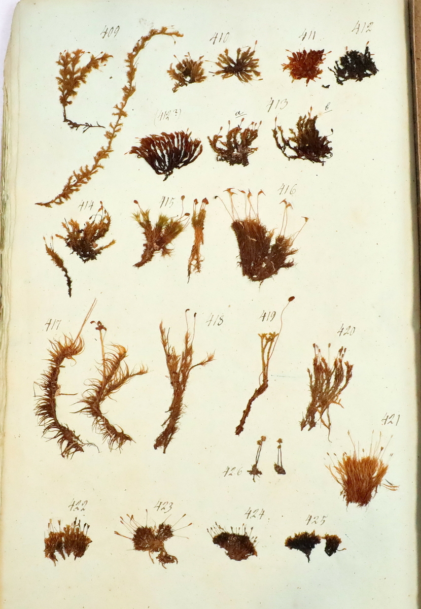 Plante nr. 424 frå Ivar Aasen sitt herbarium.  


Planten er i same art som nr. 422 og 423 i herbariet