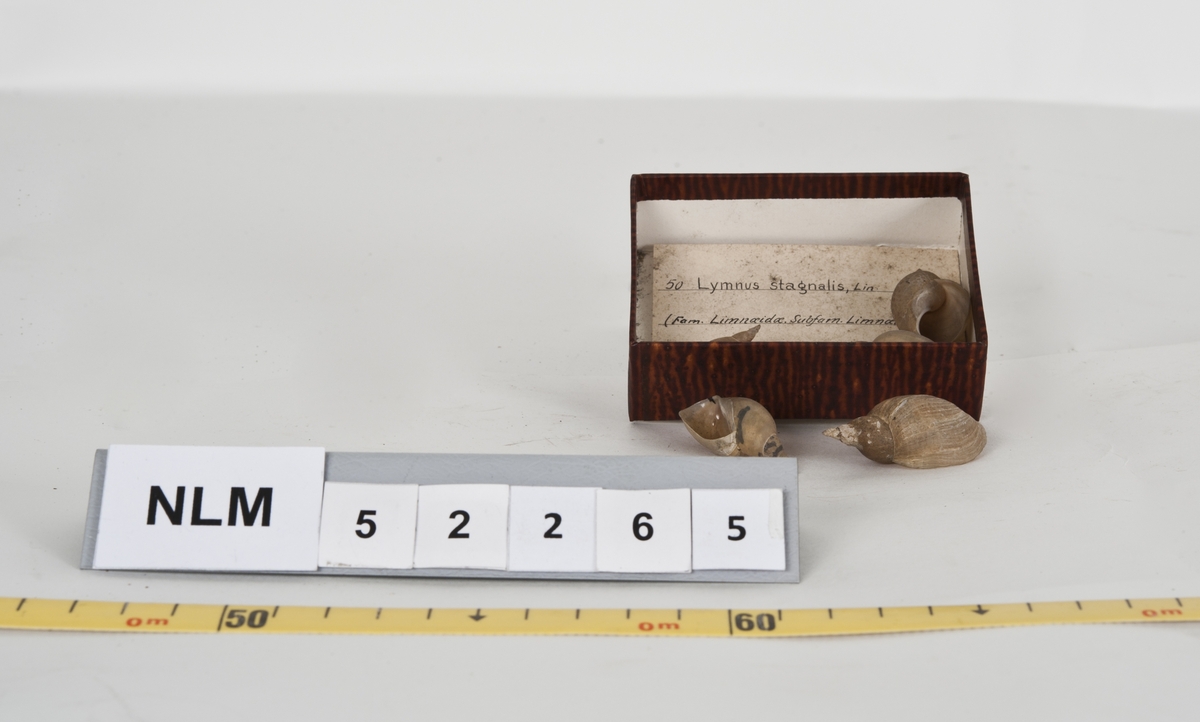 Samlingen  består av  to deler.  Den ene er paleontologiske materialer - marine skjell og ferskvannsfossiler. Den andre er  forskjellige arkeologiske funn plus noen modeller. I de paleotologiske gruppene  ( snegler og mollusker) er funnsted, tidspunkt og "finner" notert i en del av prøveboksene. Det arkeologiske materialet ( med steinalder redskap) er i liten grad lokalisert. Den paleotologiske samlingen med ferskvannsfossiler er unik.